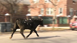 144K views · 639 reactions | A bull escaped from a slaughterhouse and...