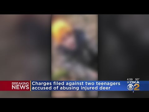 2 Pennsylvania Teens Facing Charges For Allegedly Abusing Injured Deer In Viral Video