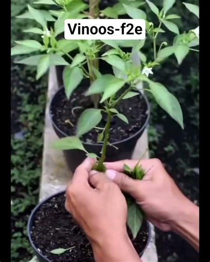 മുളക് നിറയും#garden #agrifuture #trending #plants #agriparadise #agriculturalsystem