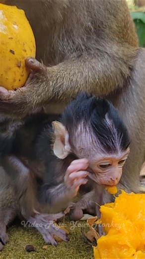 Baby Atro eats mango the first time while Bonita not give back to mom Atra yesterday until now🐵