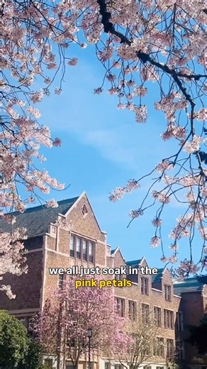 Wait… This Is Seattle?!😳🌸 UW Cherry Blossoms #fyp #shorts #spring #love #ytshorts #explore #viral