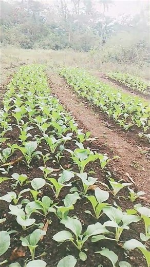 hello good afternoon guys ayan malapit ng magugulay apechay natin pa like share and subs.po