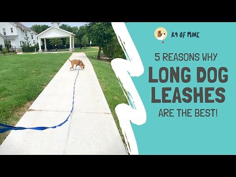 Why EVERY Owner Should Have a Long Dog Leash (aka a Long Line)