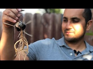 How To Grow Your Avocado Seeds the Right Way