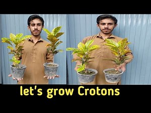 Croton Plant Care: Everything You Need to Know