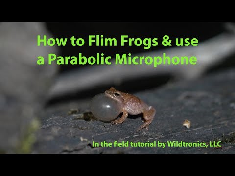 How to Film Frogs and Use a Parabolic Microphone to Capture the Sounds.