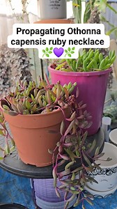 230K views · 2.8K reactions | Easy way to propagate Othonna capensis ruby necklace 華 #bikolanahardinera #fblifestyle #gardening #succulents #propagation | Bikolanahardinera | Facebook