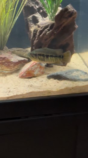 3K views · 214 reactions | Water change for the 180 gallon, using the Sicce Ultra Zero pump to drain the water fast and efficiently | Cichlid Bros | Facebook