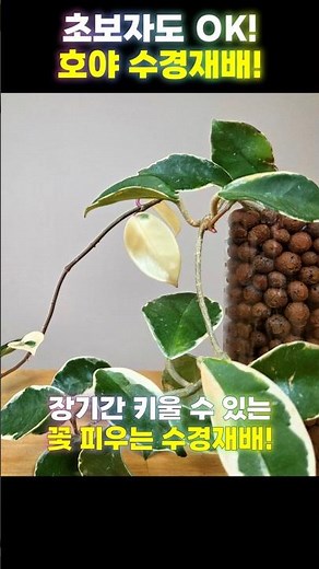 호야 꽃피우는 수경재배 비법! 흙 없이 호야 키우기!장기간 키울 수 있는 비법! 하이드로볼을 이용한 수경재배!-홈가드닝 아파트정원 HomeGardening#hoyaplant