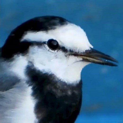 セキレイ3種の鳴き声を比較