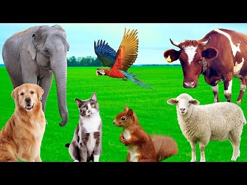 Funny Animal Sounds - Dog, Elephant, Cow, Parrot, Squirrel, Sheep - Familiar Animals