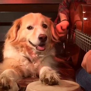 Friends Theme Song w/ Maple | AcousticTrench