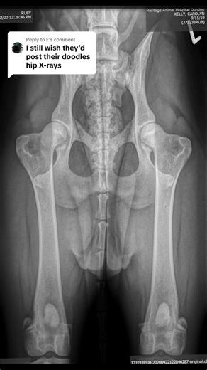 Replying to @E #doodlesoftiktok #doodlebreeding #ethicalbreedingmatters #hybridvigor #functionalbreeding #dogtok #doodlebreeder