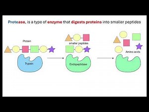 Factors affecting enzymes OCR A A-Level Biology Revision 2.1.4 Enzymes