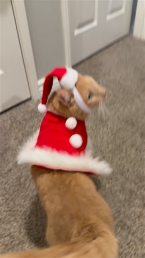 Ember is reporting for Santa duty!!! Do you think he makes a cute Santa?🎅❤️ • • • #fyp #cat #catsofinstagram #catlover #christmas #embertheorangecat | Ember the kitty