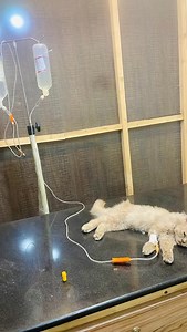 Feline Panleukopenia, also known as feline distemper, is a highly contagious and life-threatening viral disease. The virus severely depletes white blood cells, crippling the cat’s immune system and damaging the intestinal lining. Vaccination is highly effective in preventing this devastating illness. #vaccinateyourpets | Pets Medic Veterinary Clinic | Facebook