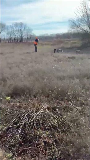 AKC FLUSHING ENGLISH COCKER-READY TO HUNT
