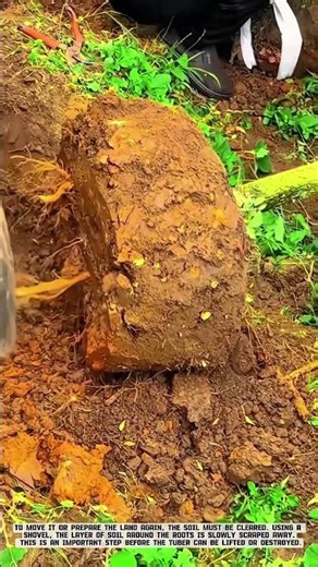 Easy Way to Clean Tree Stumps and Roots from the Soil #AgriculturalInnovation