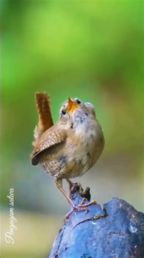 Suara burung paling merdu #birds #birdsong #birdsounds