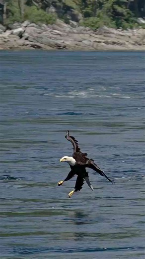 Floating Fish, Ruthless Birds, and Zero Mercy, The Wildest Hunt You’ll See Today