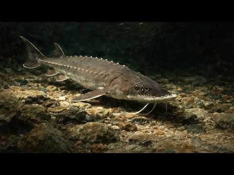 ANCIENT STURGEON The Living Fossil of the Deep | Relaxing Animal Screen No Music - Background for TV