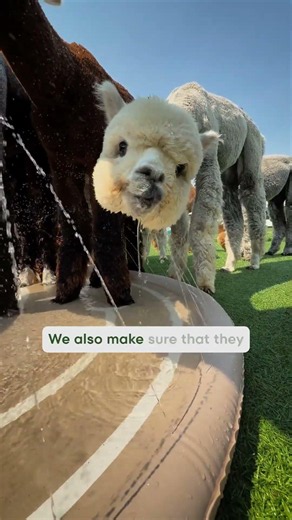 Alpacas in the heat!🦙💦☀️