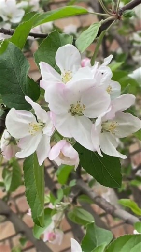 Beautiful Spring 🌿 Trees in Full Bloom #spring #nature #blossom