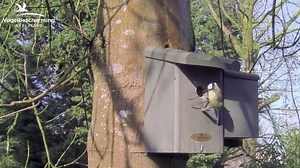 80K views · 1.9K reactions | Whoooops! Bloopers bij de vogels van Beleef de Lente! Schattig en grappig tegelijk.  Meer Beleef de Lentefilmpjes kijken? www.vogelbescherming.nl/beleefdelente/filmpjes Of kijk live mee bij de slechtvalken: www.vogelbescherming.nl/beleefdelente/slechtvalk | Vogelbescherming Nederland | Facebook
