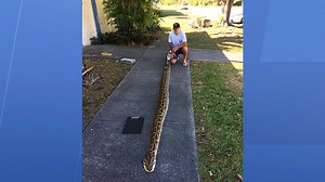 Florida Man Catches Massive 18-foot Python, Calls it “Record-Breaking”