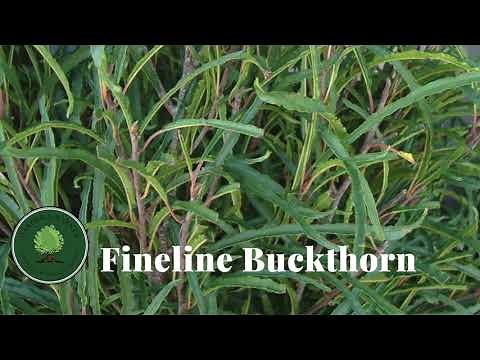 Fineline Buckthorn