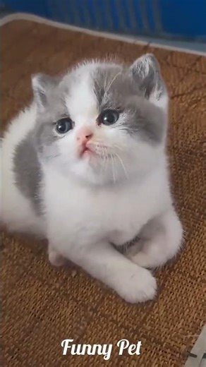 #funnyanimals 😂 Funniest Pet Moments Ever | Cute & Funny Pet Videos #Shorts