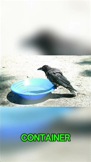 Crows Can Count to Four 😳