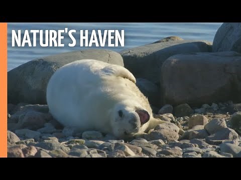 Nature's Haven - Moose Life in Matsalu National Park | Full Documentary