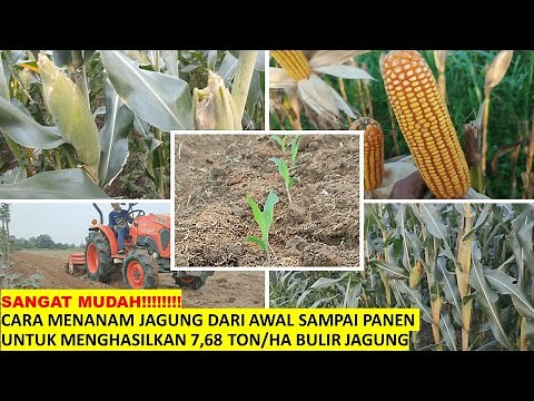 A Guide and How to Plant NK-Perkasa Corn From Start to Harvest