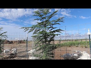 How to Get INCREDIBLE Growth on New Moringa Trees!