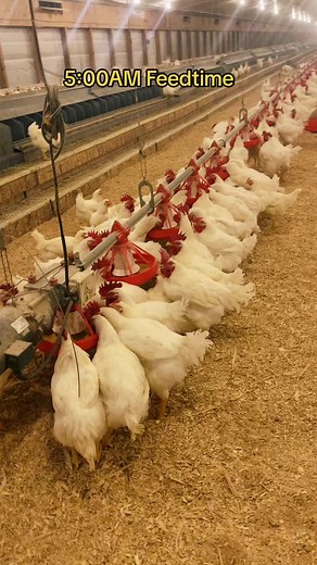 Jessica Lee Holt (Egg Queen) on TikTok