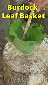 A foraging basket you can make from Burdock Leaves! #foraging #basketry #plants #survival #maine #bushcraft | Son of a Bear Herbs