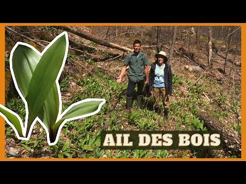 Harvesting wild garlic