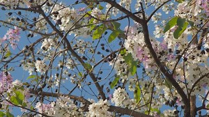 view panning beautiful Pride of india flowers (Lagerstroemia speciosa) blossom on tree branches with green nature background, other names Queen's flower, inthanin, queen's crape mytle, Jarul. Stock Video