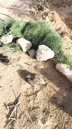 #birds #villagelife #1millionviews #animals #female_quail_voice #batair_ki_kirak