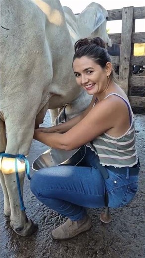 dairy farming farmer #farming #diary #milk #agro #ytshorts #reels #uzbekistan #milking #cow