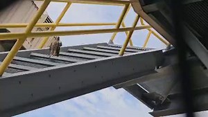 18K views · 148 reactions | Beak Randby update: she's okay! 李 Early...