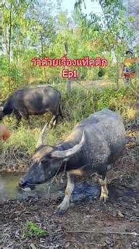 แท็คติก ซื้อ-ขายควาย Ep1 #farmanimalct #farming #baffalo #มือใหม่หาควายเลี้ยง #animals #farming101