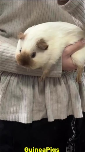 Interesting Facts About Guinea Pigs