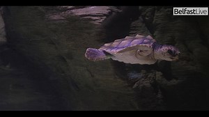 There's a new tenant at Exploris Aquarium | Belfast Live