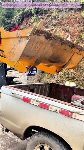 The Reluctant Cargo: A Pig's Last-Minute Escape Attempt