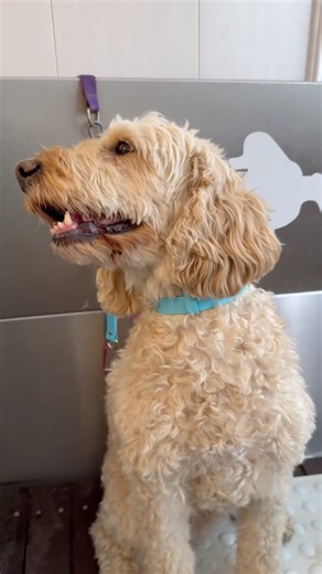 Labradoodle Transformation ✂️ From Fluffy to Fresh #grooming #dog