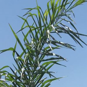 2.2K views · 68 reactions | It’s not every day you get to see a #P51 Mustang and #A10 Warthog do a flyby! • @sunnfun_flyin #airshow #sunnfun2022 #airforce #aircraft #miltaryaircraft #p51mustang #a10warthog #flying #heritageflight | Pro Tool Reviews | Facebook