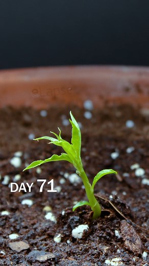 eLapse | Watch this peach come to life in just seconds. #TimeLapse #PeachTree #naturelovers #gardenvibes☀️ #timelapsevideo #watchitgrow #plantlover... | Instagram