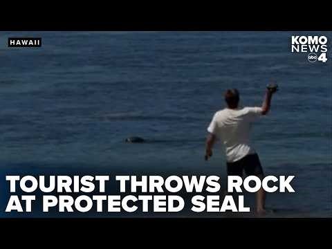Washington man detained after allegedly throwing rock at Hawaiian monk seal in viral video